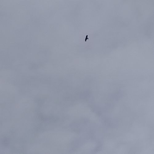 bird
