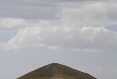 Coppa Internazionale del Mediterraneo, R...